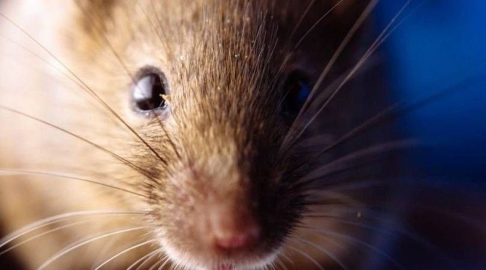 Alerta sanitaria: murió un adolescente de 14 años por hantavirus en San Andrés de Giles