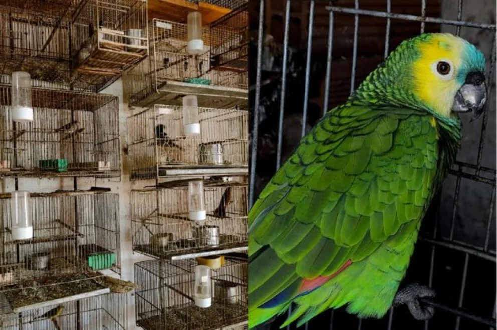Rescataron más de 100 aves silvestres que estaban en cautiverio en Moreno