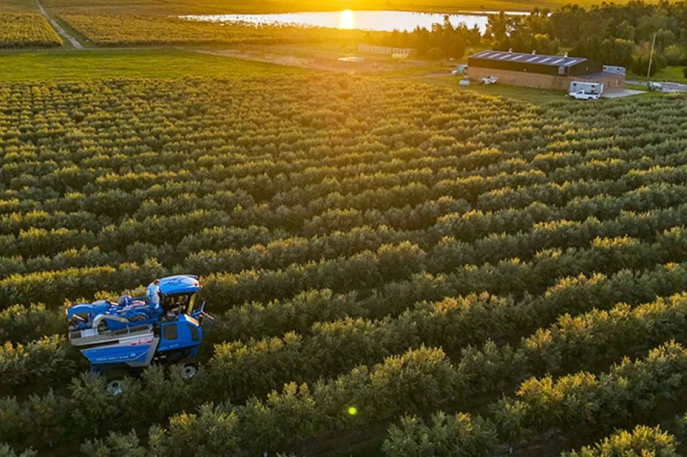 Turismo: conocé la Ruta del Olivo del sudoeste bonaerense