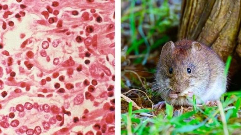 Confirman un caso de hantavirus en Chivilcoy en medio de un preocupante brote provincial