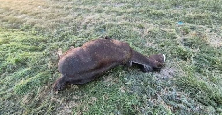 Un caballo falleció tras ser embestido por un camión en la Ruta Nº 5
