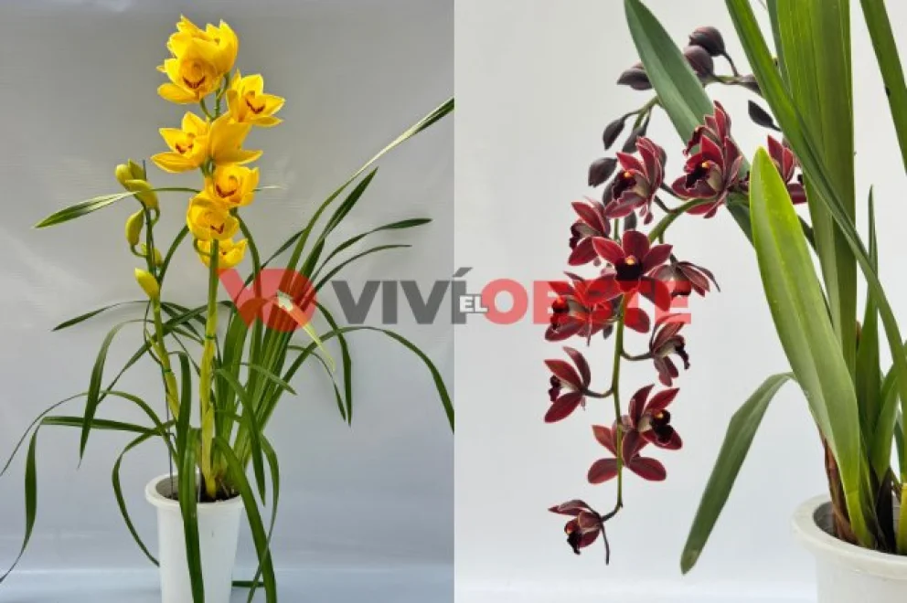 Feria de orquídeas en la Catedral de Morón: habrá venta, asesoramiento gratuito y entrada libre